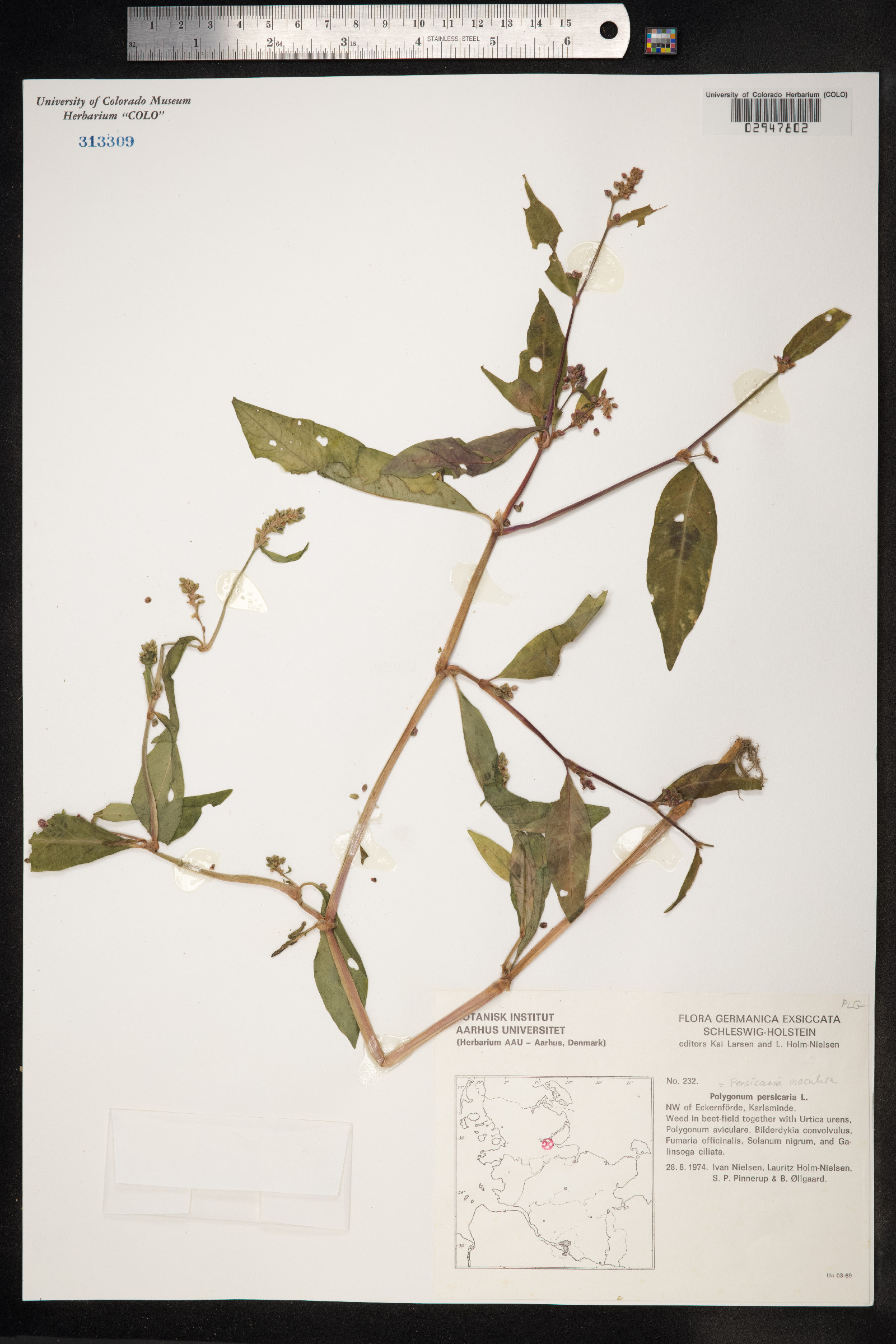 Persicaria maculosa image