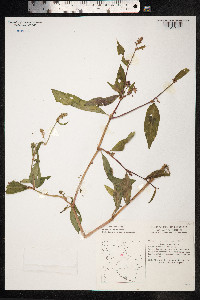 Persicaria maculosa image