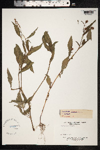 Persicaria maculosa image