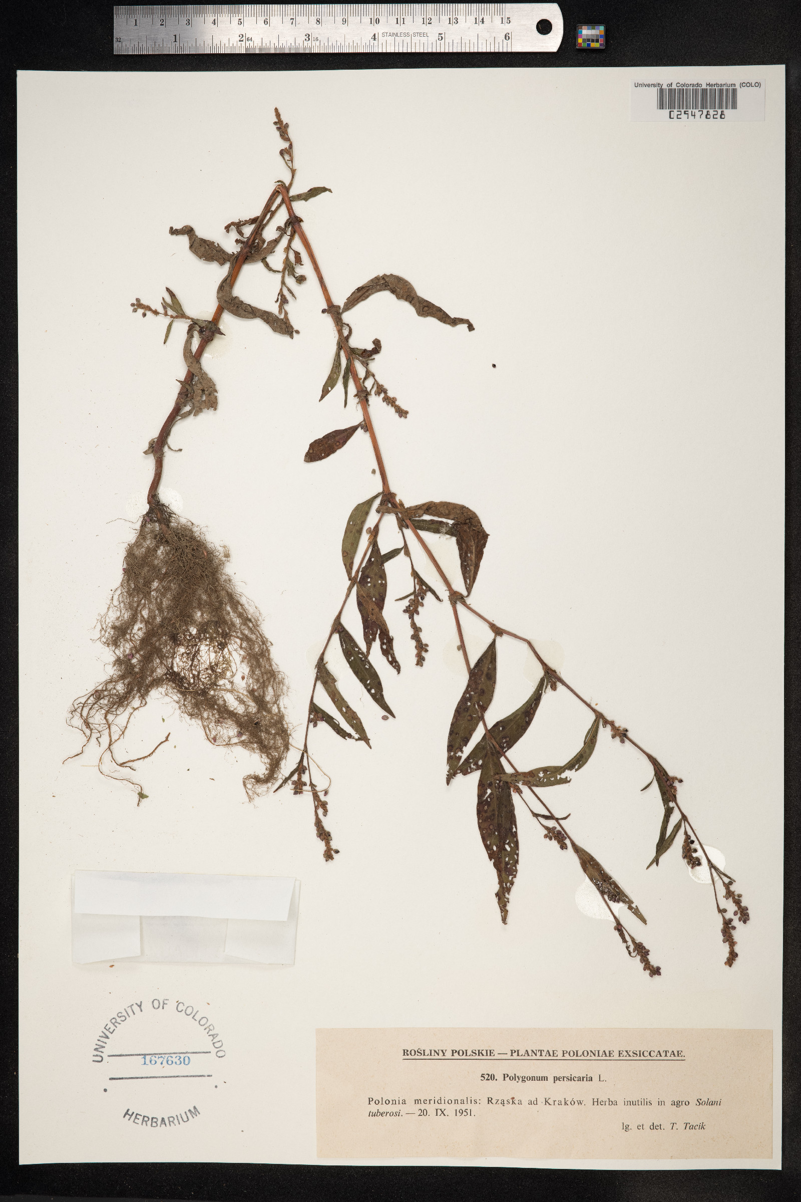 Persicaria maculosa image