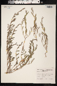 Polygonum aviculare ssp. depressum image