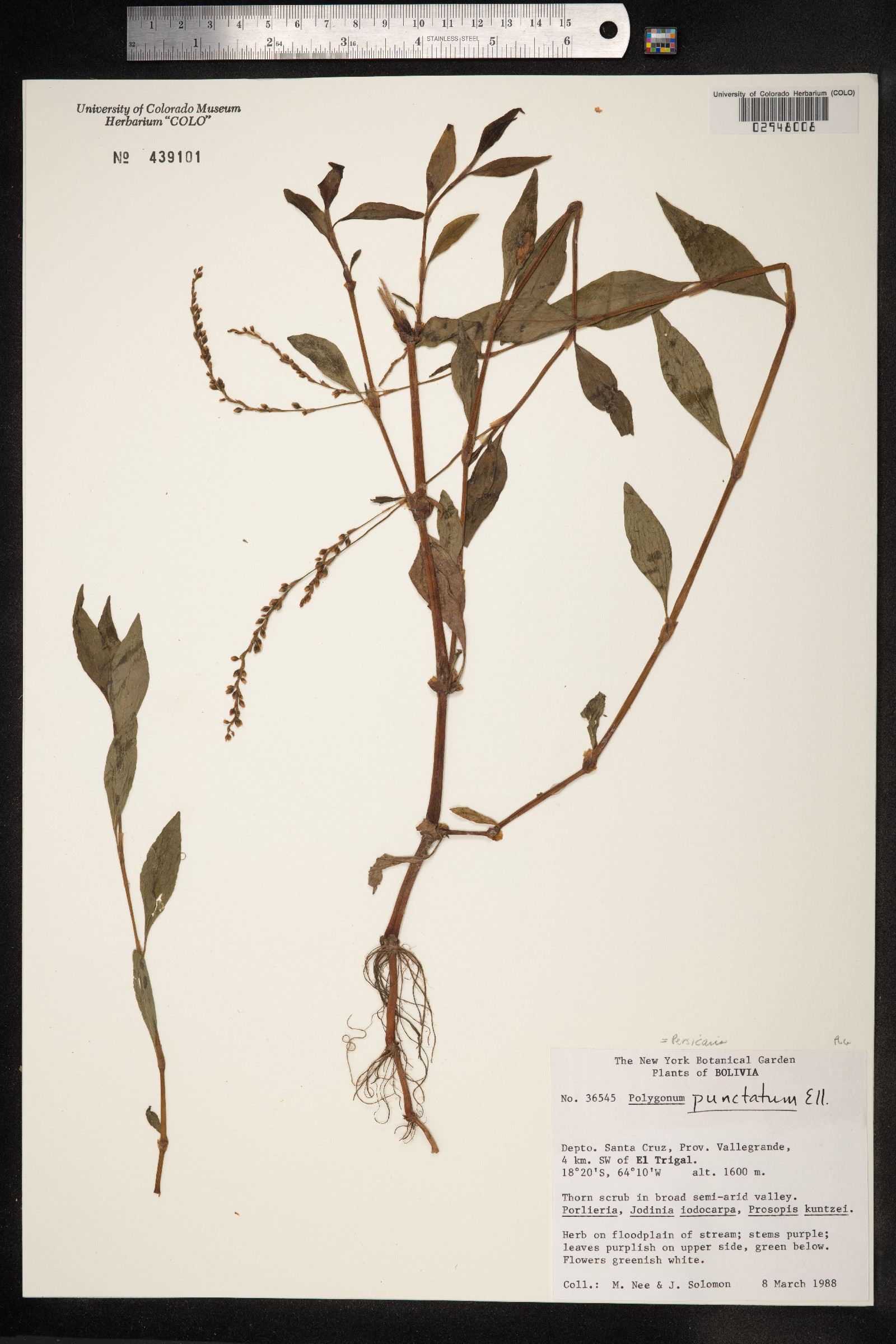 Persicaria punctata image