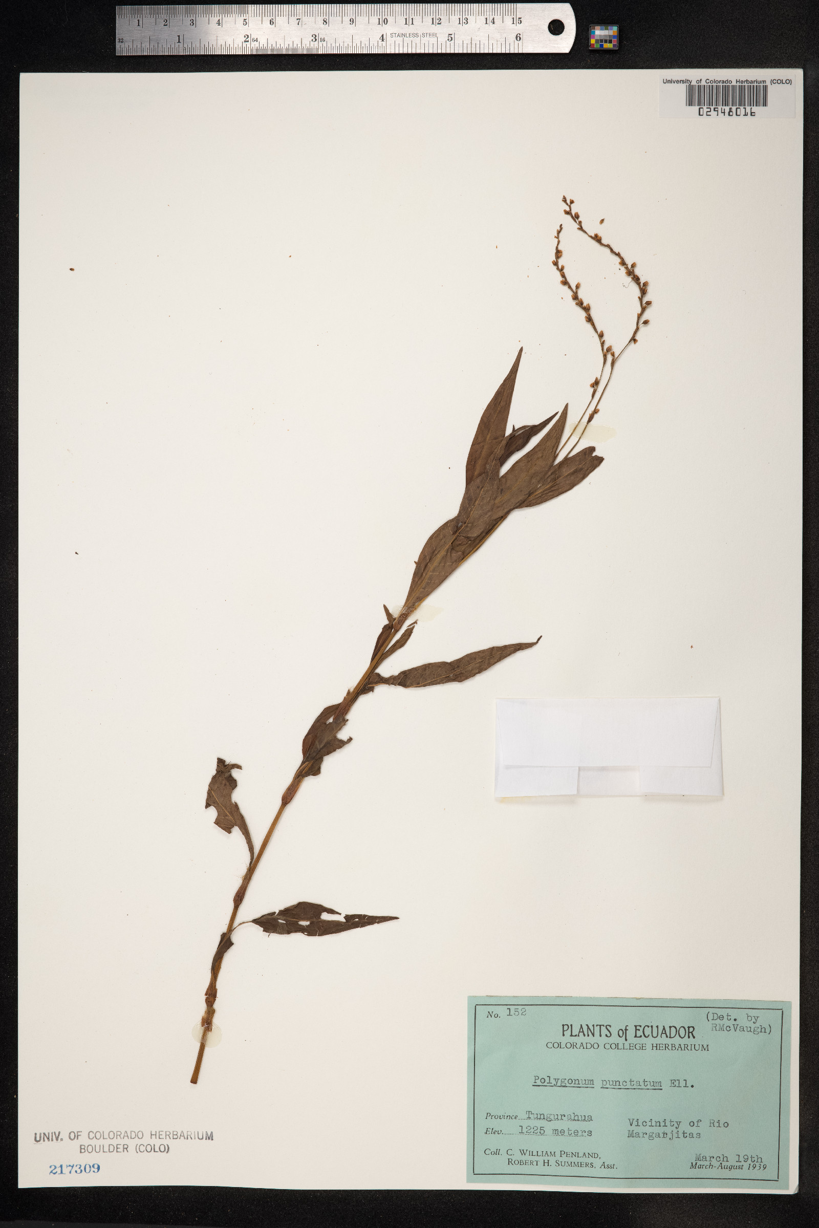 Persicaria punctata image