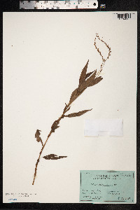 Persicaria punctata image