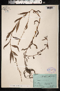 Persicaria punctata image