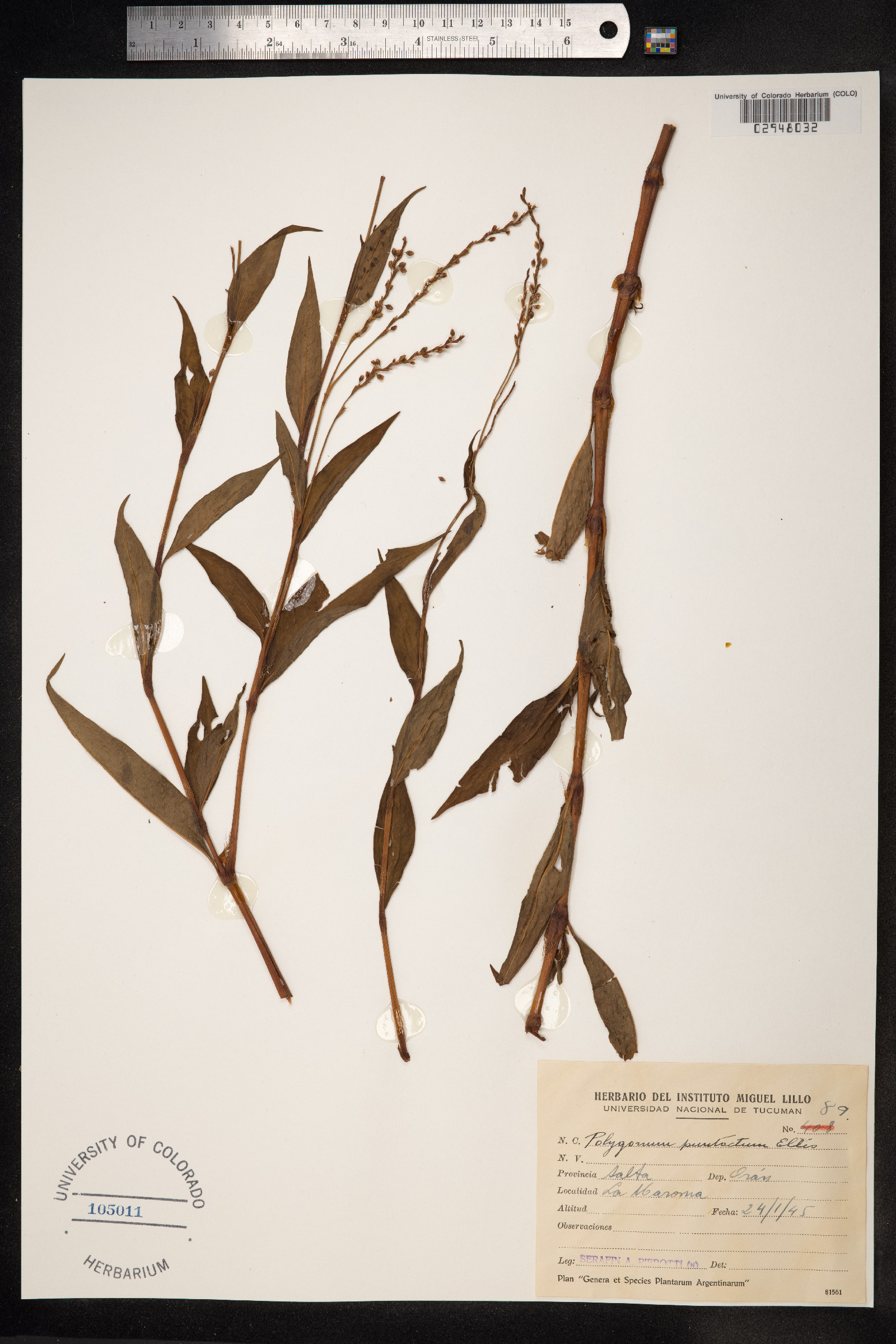 Persicaria punctata image
