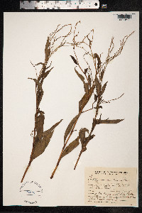 Persicaria punctata image