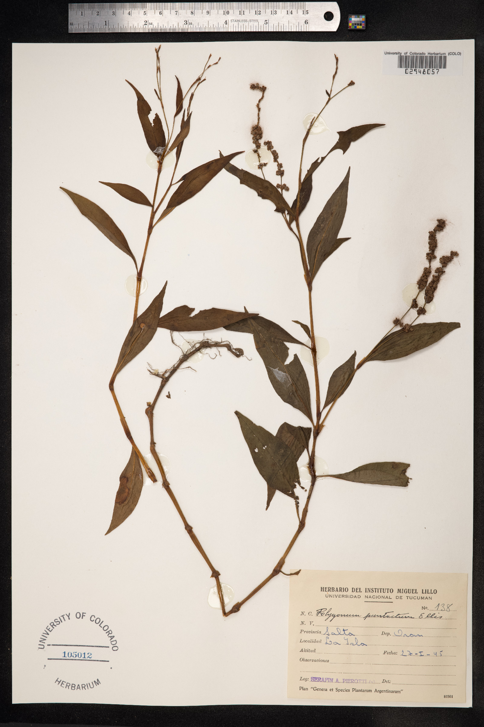 Persicaria punctata image