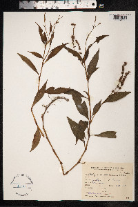 Persicaria punctata image