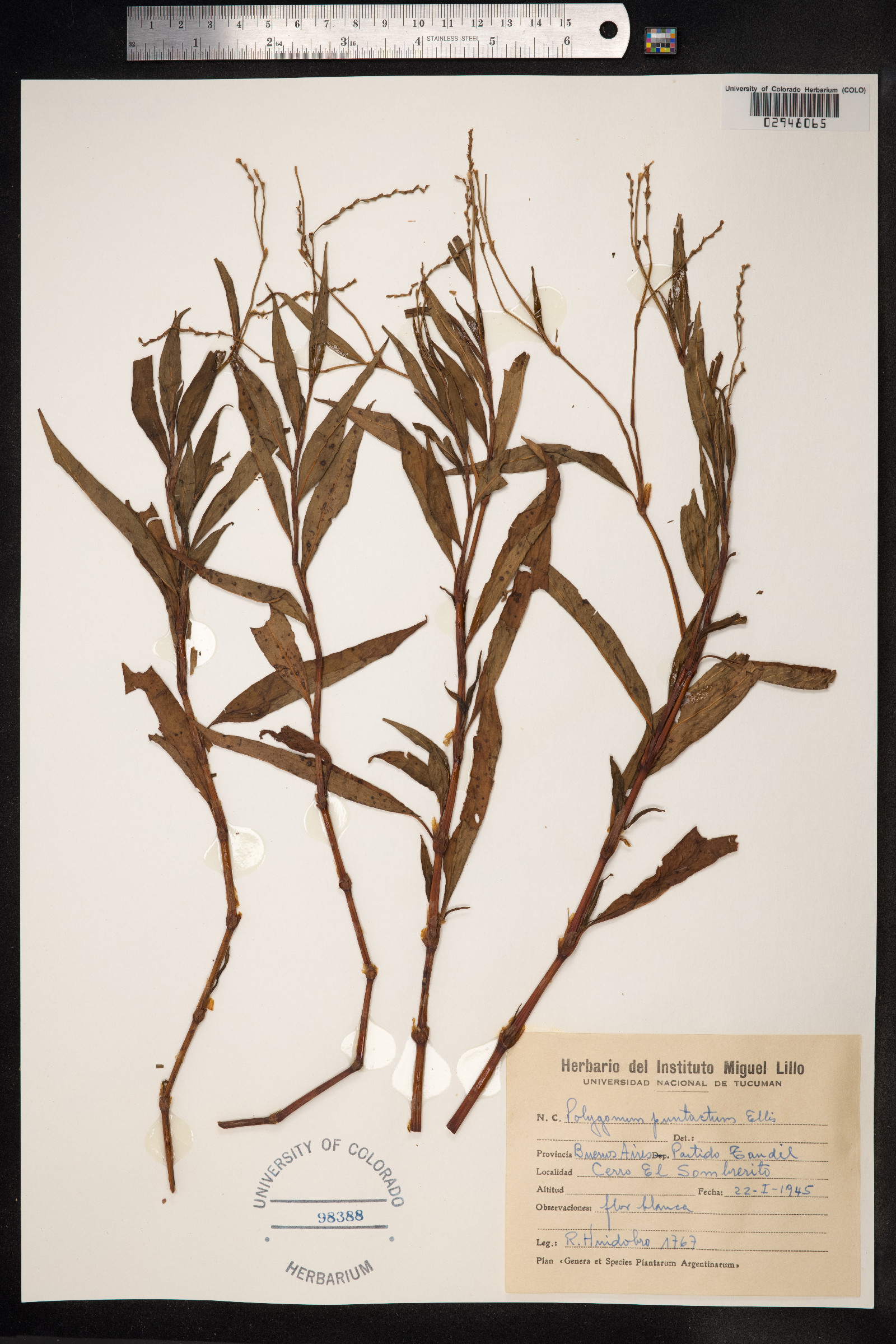 Persicaria punctata image