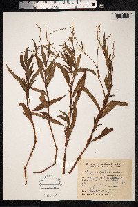 Persicaria punctata image