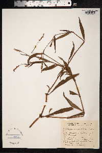 Persicaria punctata image