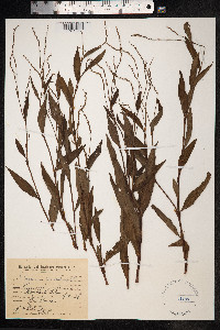 Persicaria punctata image