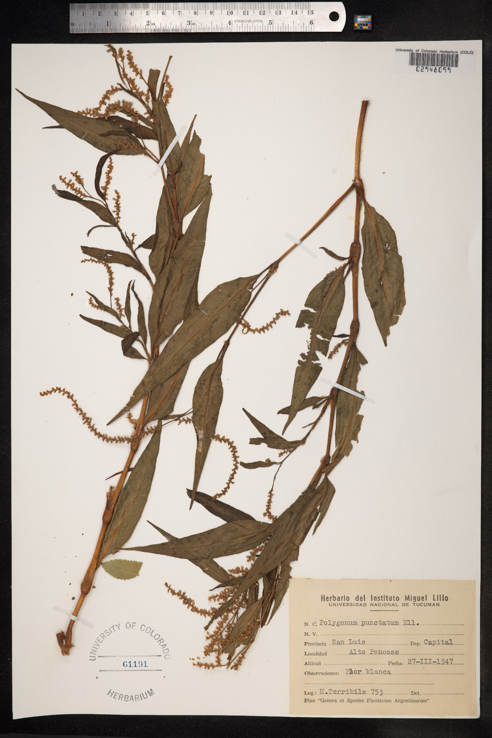 Persicaria punctata image