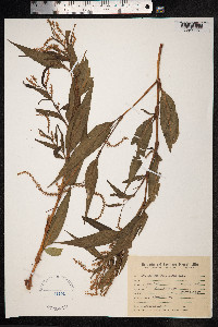 Persicaria punctata image