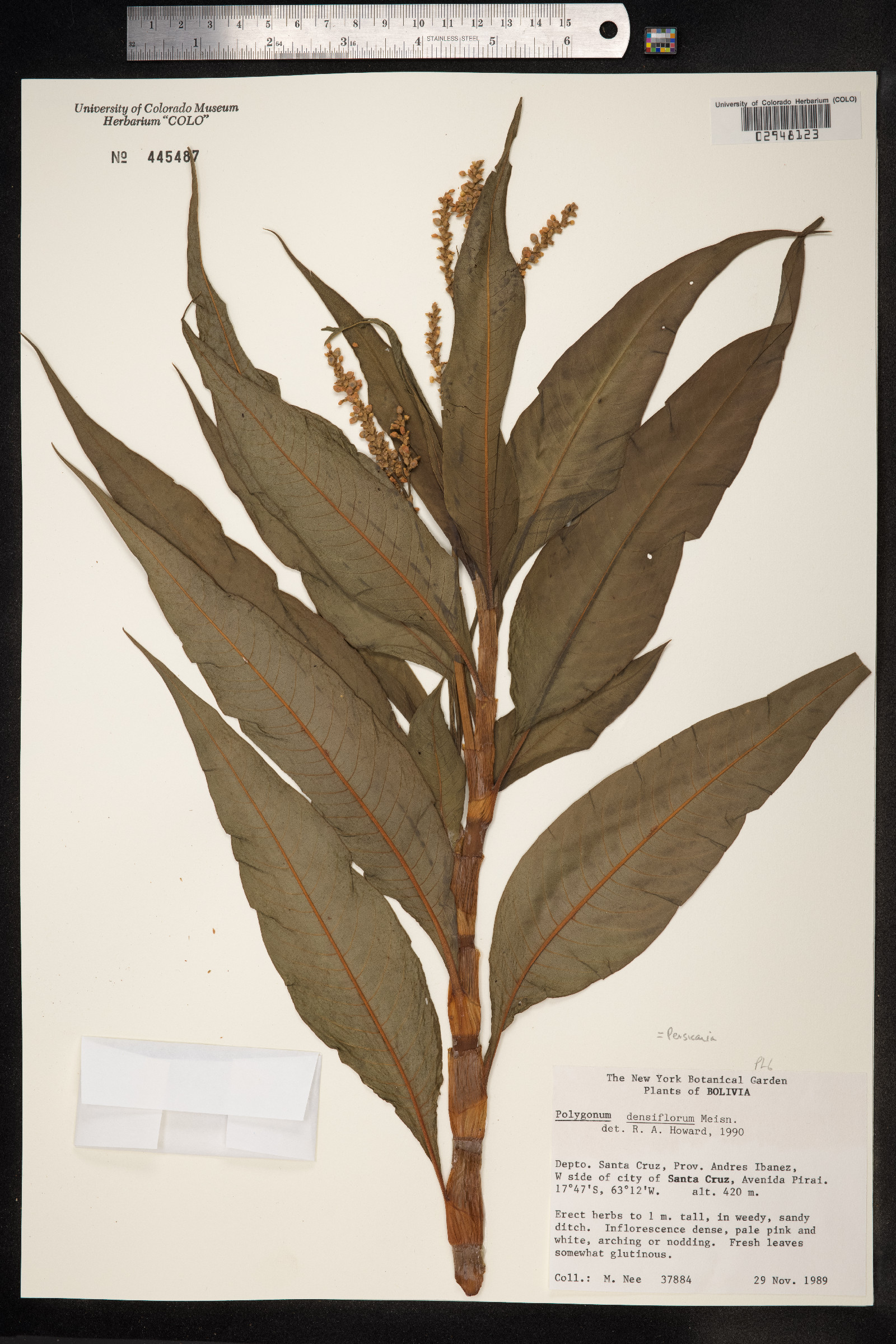 Persicaria glabra image