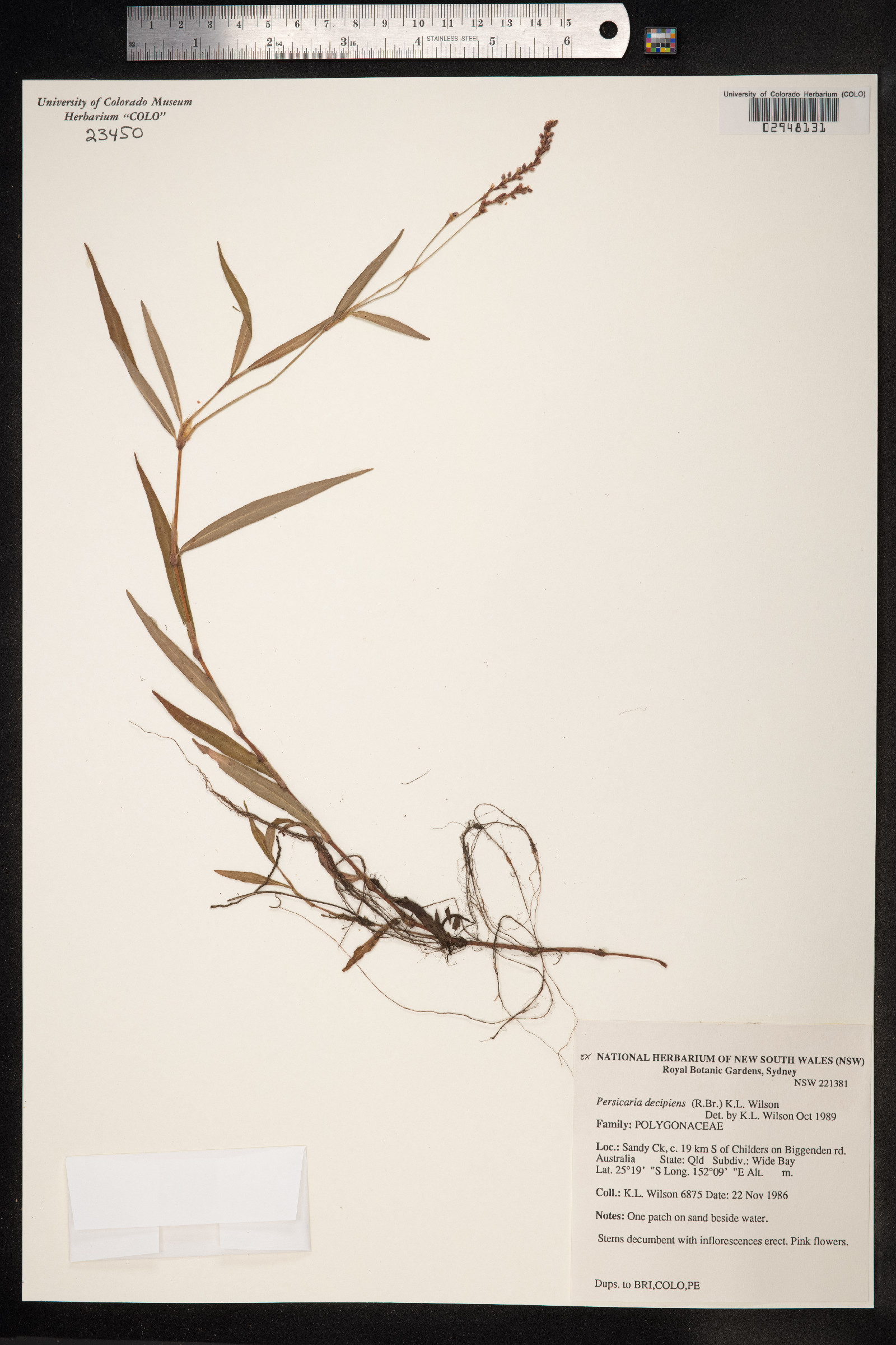 Persicaria decipiens image