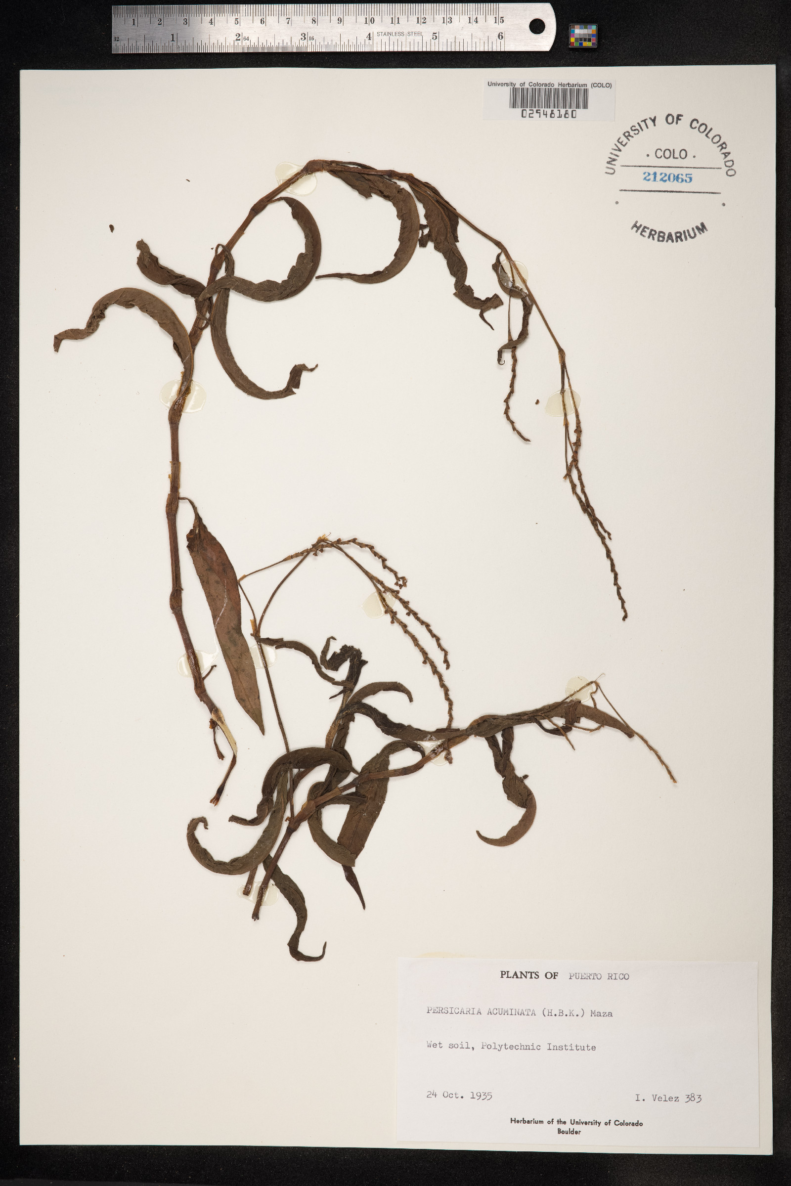 Polygonum acuminatum image
