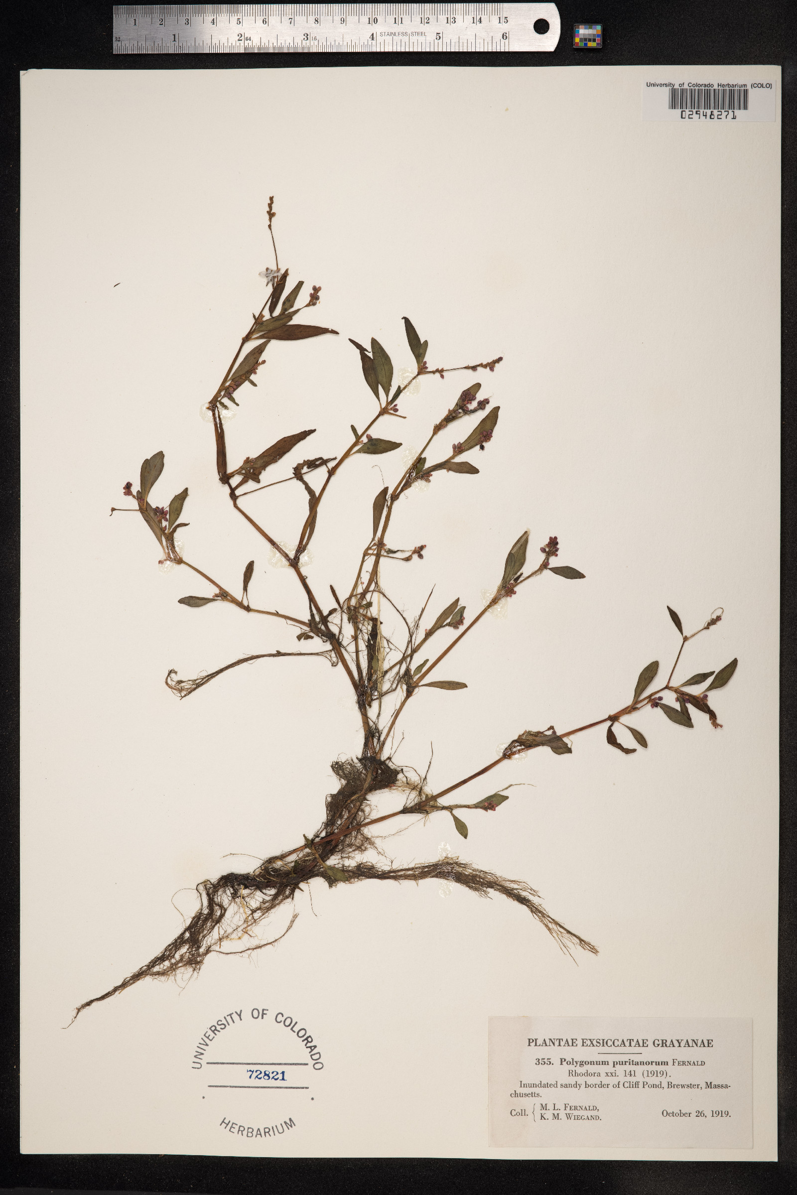 Persicaria puritanorum image