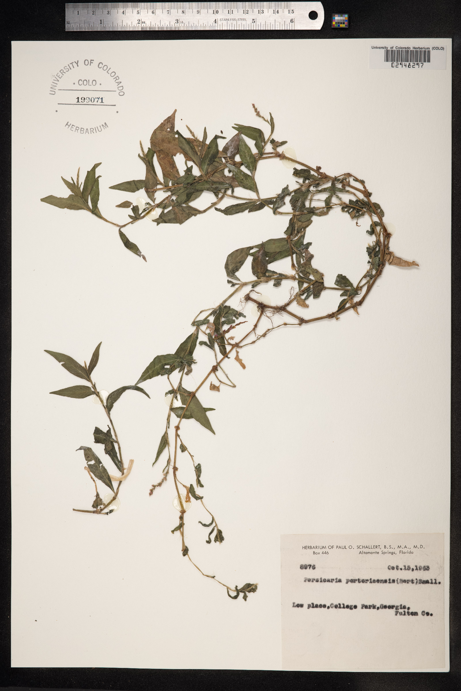 Persicaria glabra image