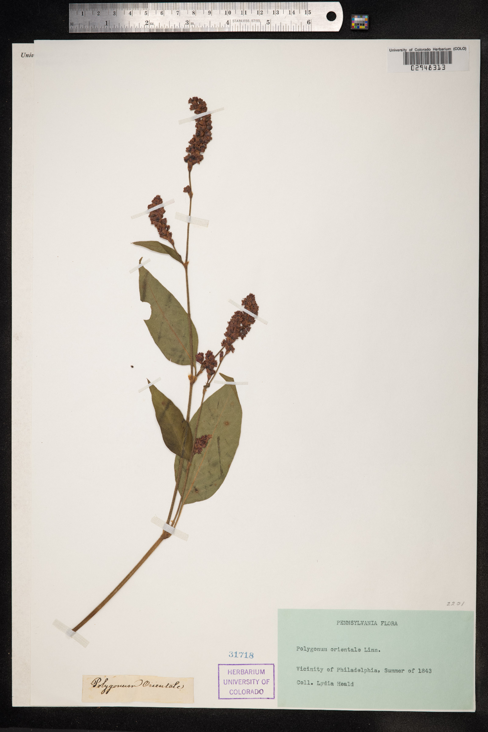 Persicaria orientalis image