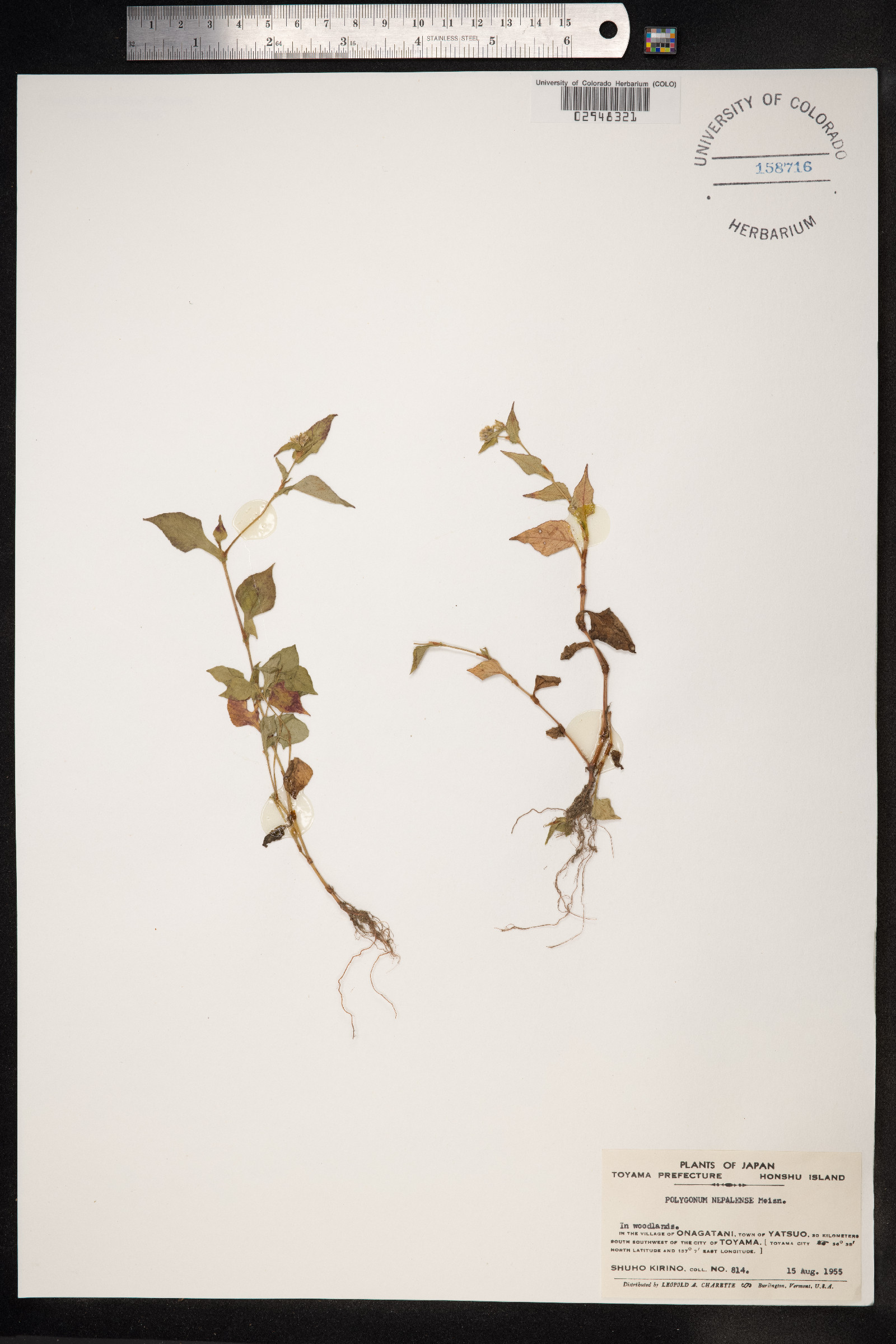 Persicaria nepalensis image