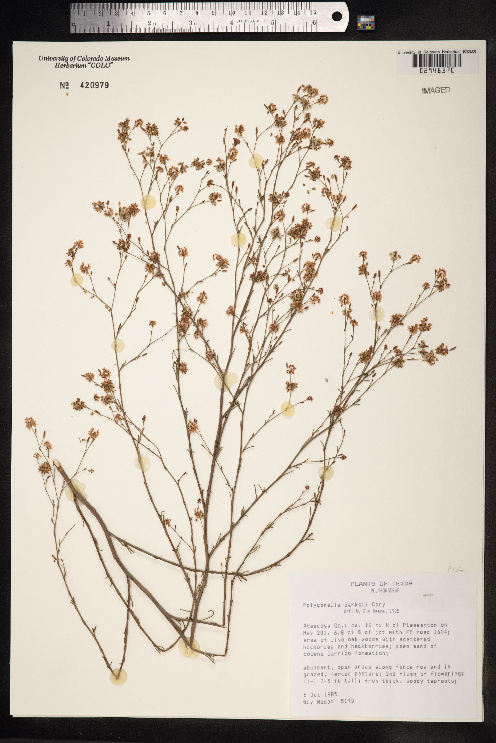 Polygonella parksii image