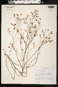 Image of Polygonella parksii