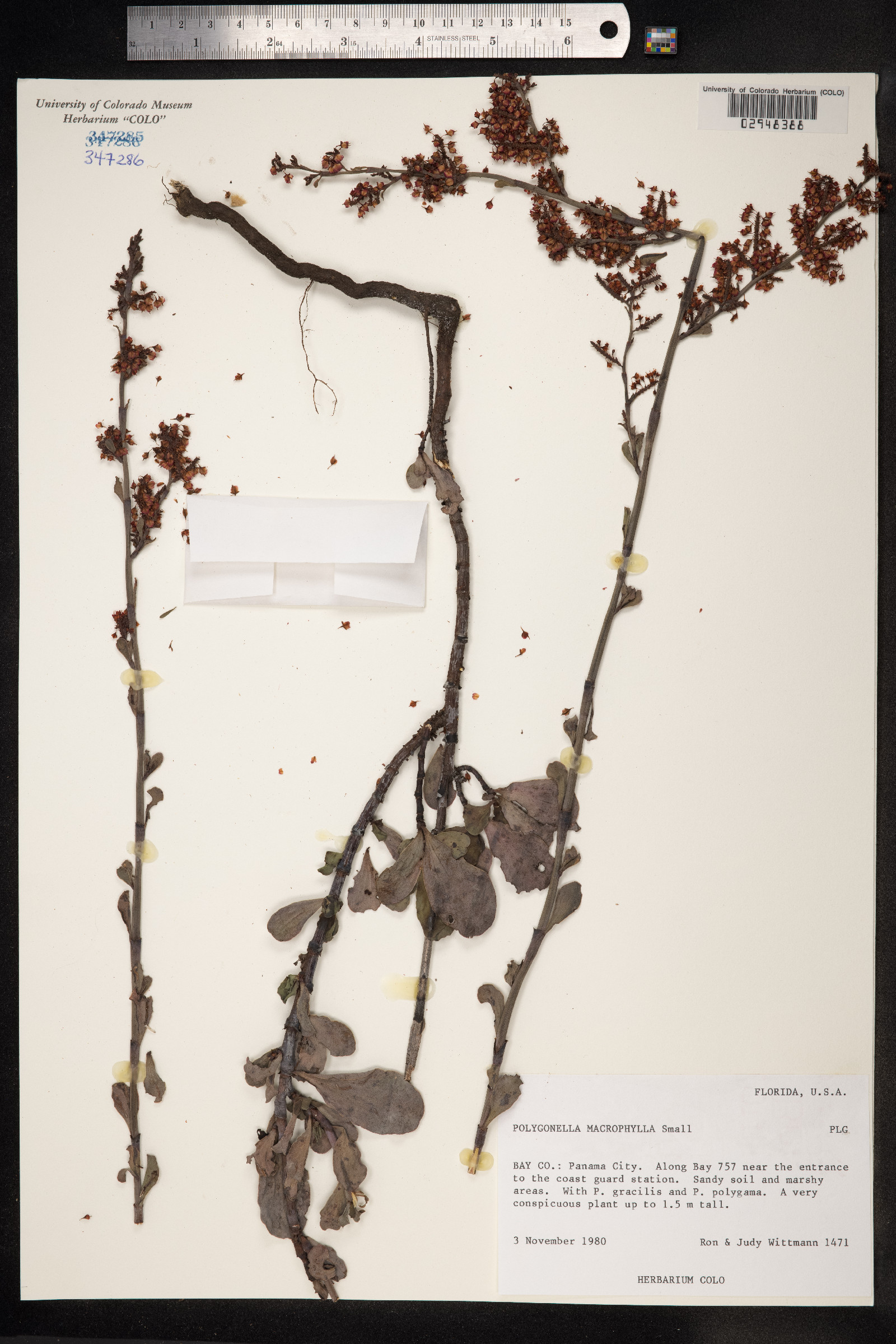 Polygonella macrophylla image