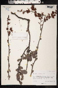 Image of Polygonella macrophylla