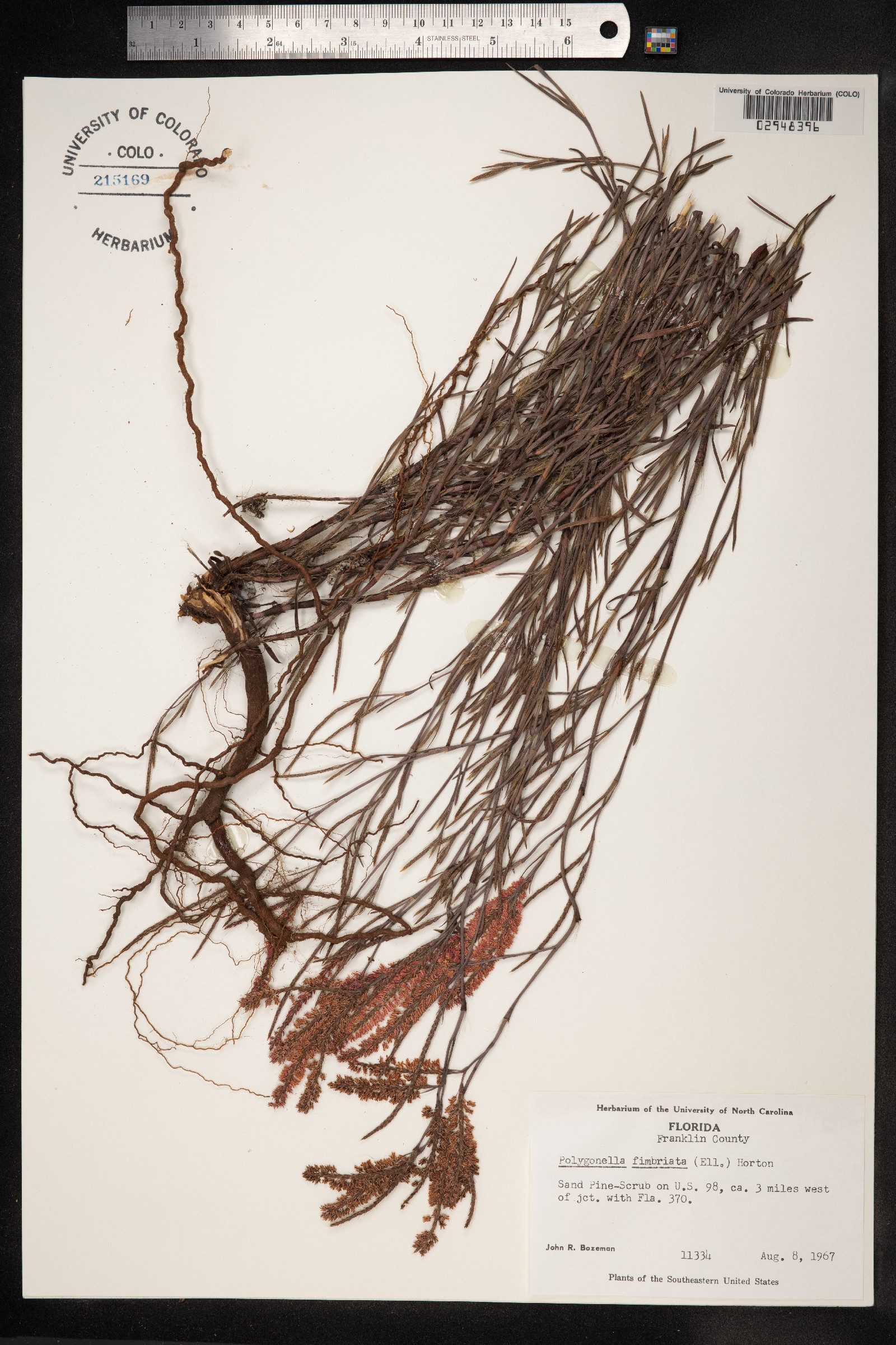 Polygonella fimbriata image
