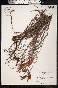 Polygonella fimbriata image