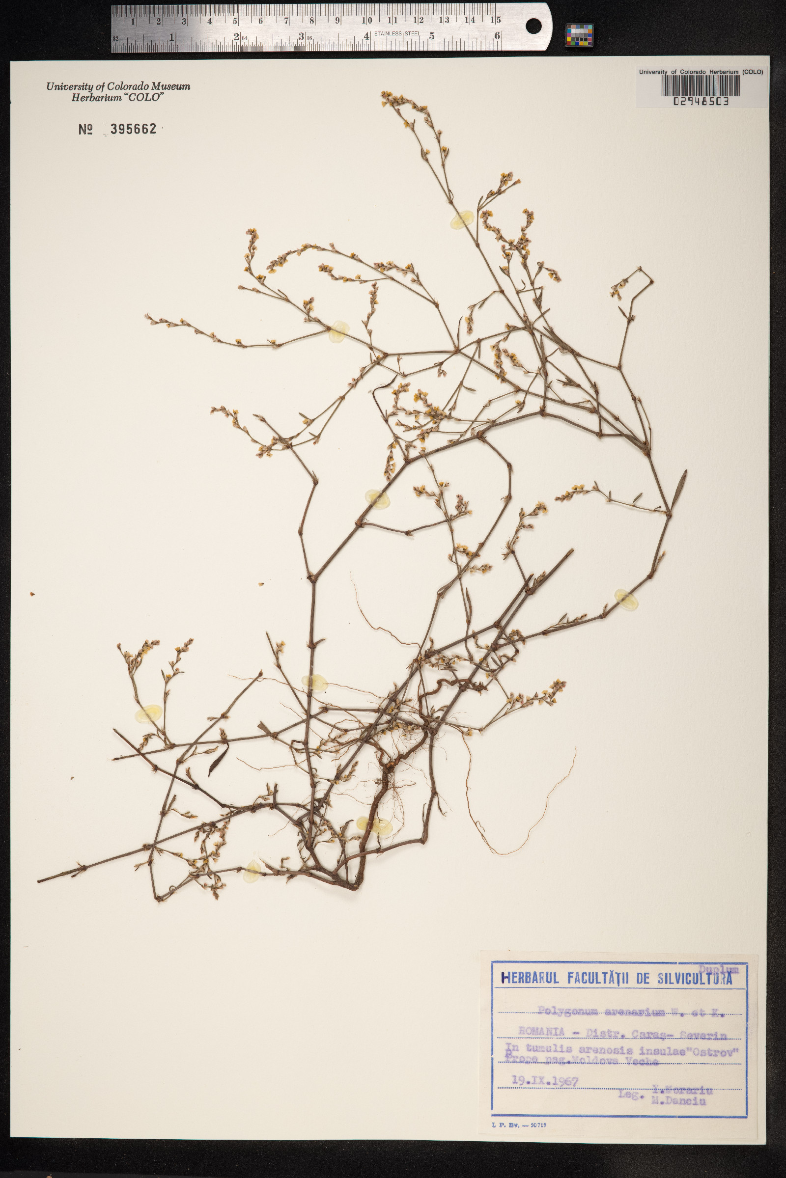 Polygonum arenarium image