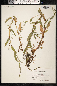 Persicaria hydropiper image