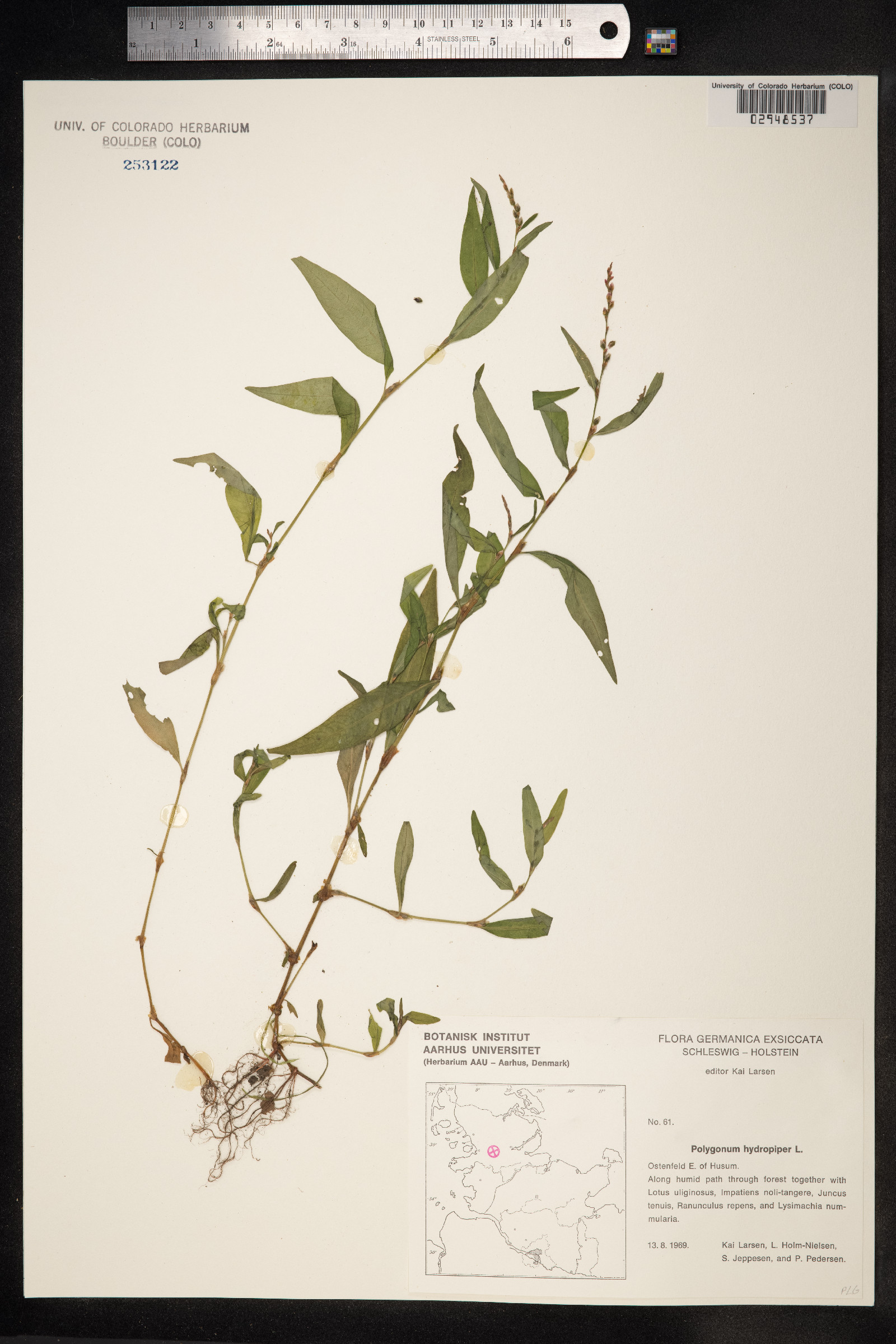 Persicaria hydropiper image