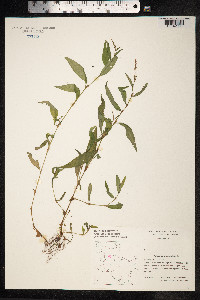 Persicaria hydropiper image