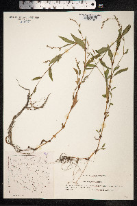 Persicaria hydropiper image