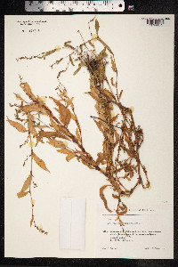 Persicaria hydropiper image
