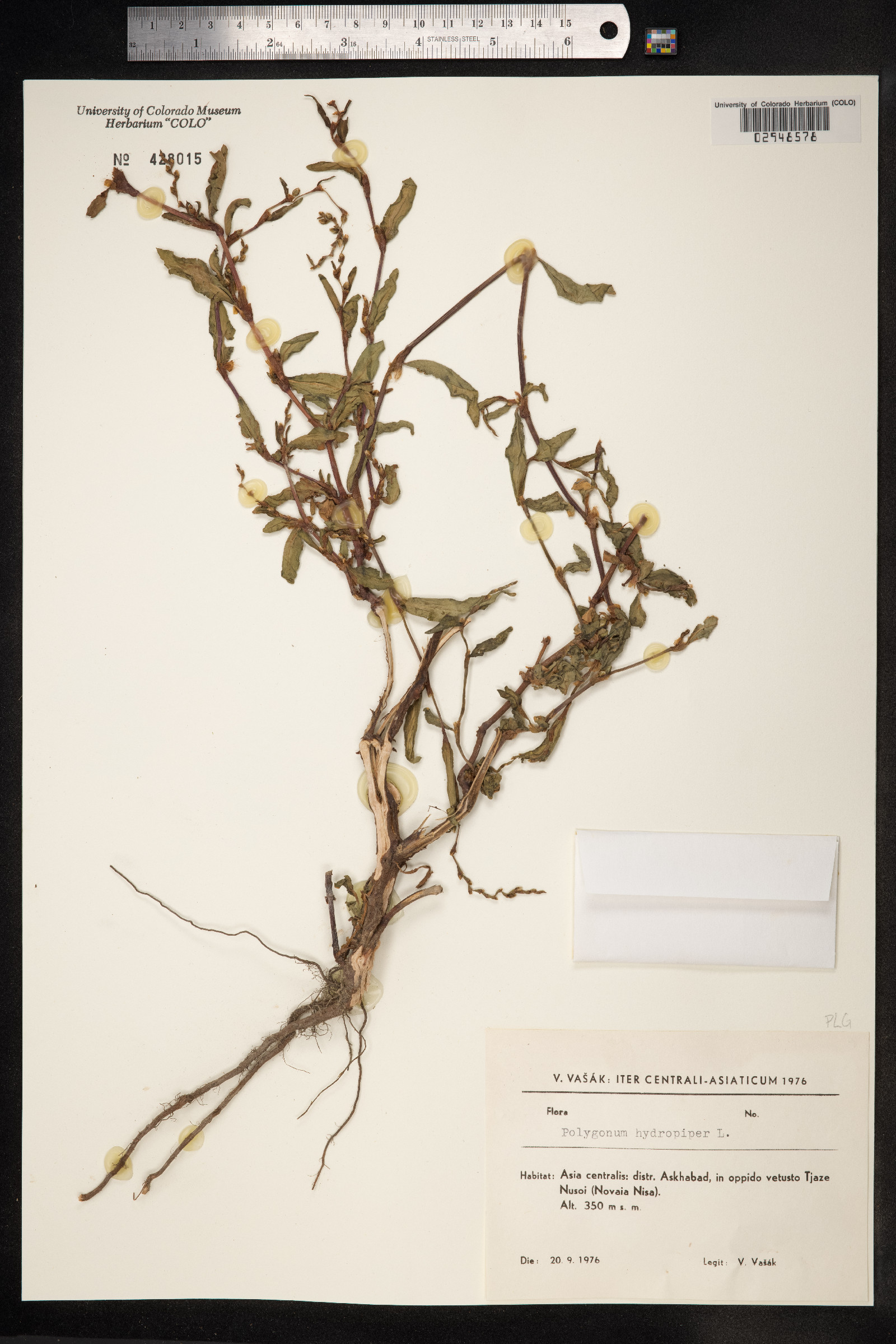 Persicaria hydropiper image