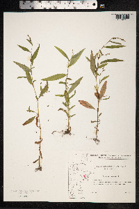 Persicaria hydropiper image