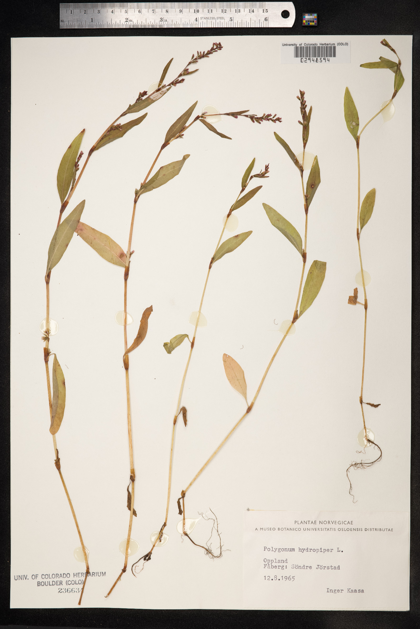 Persicaria hydropiper image