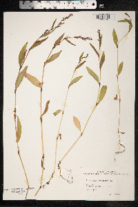 Persicaria hydropiper image