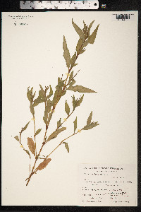 Persicaria hydropiper image