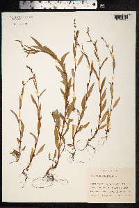 Persicaria hydropiper image