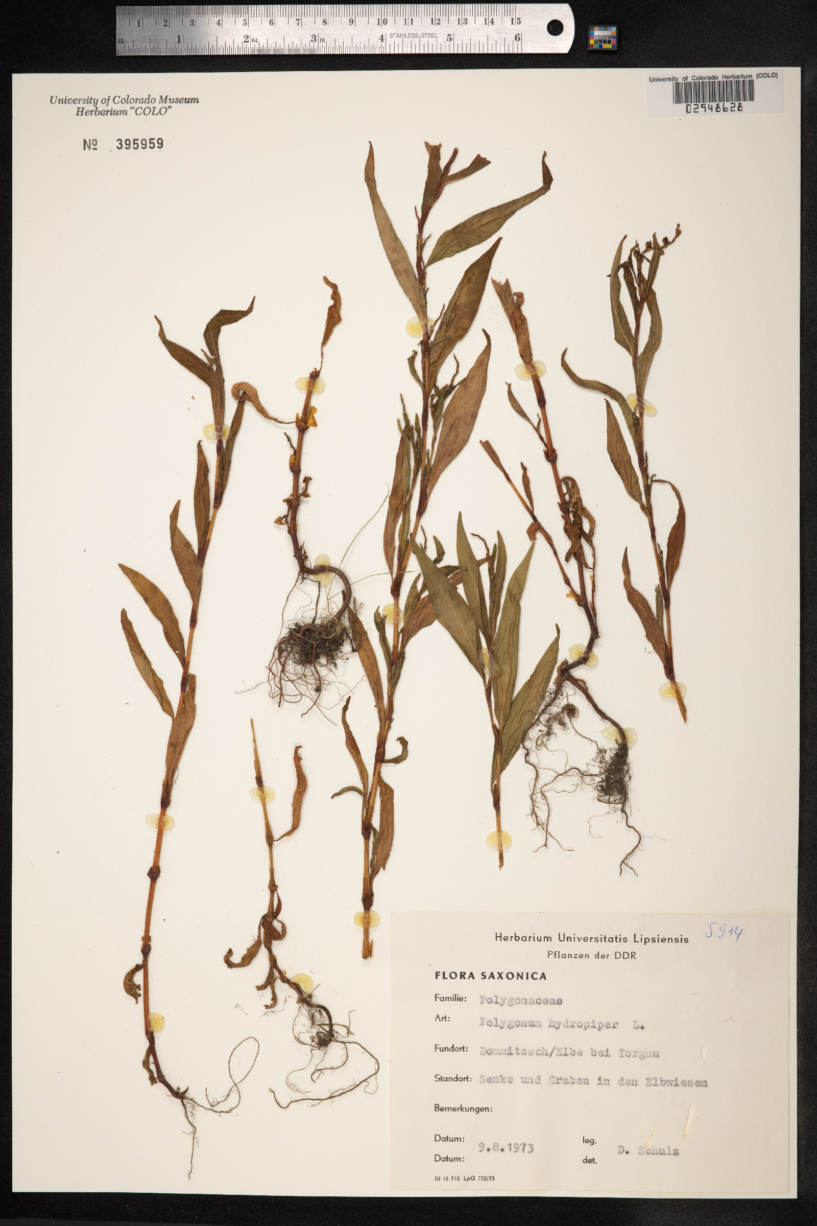 Persicaria hydropiper image