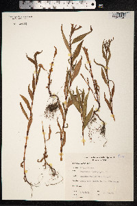 Persicaria hydropiper image