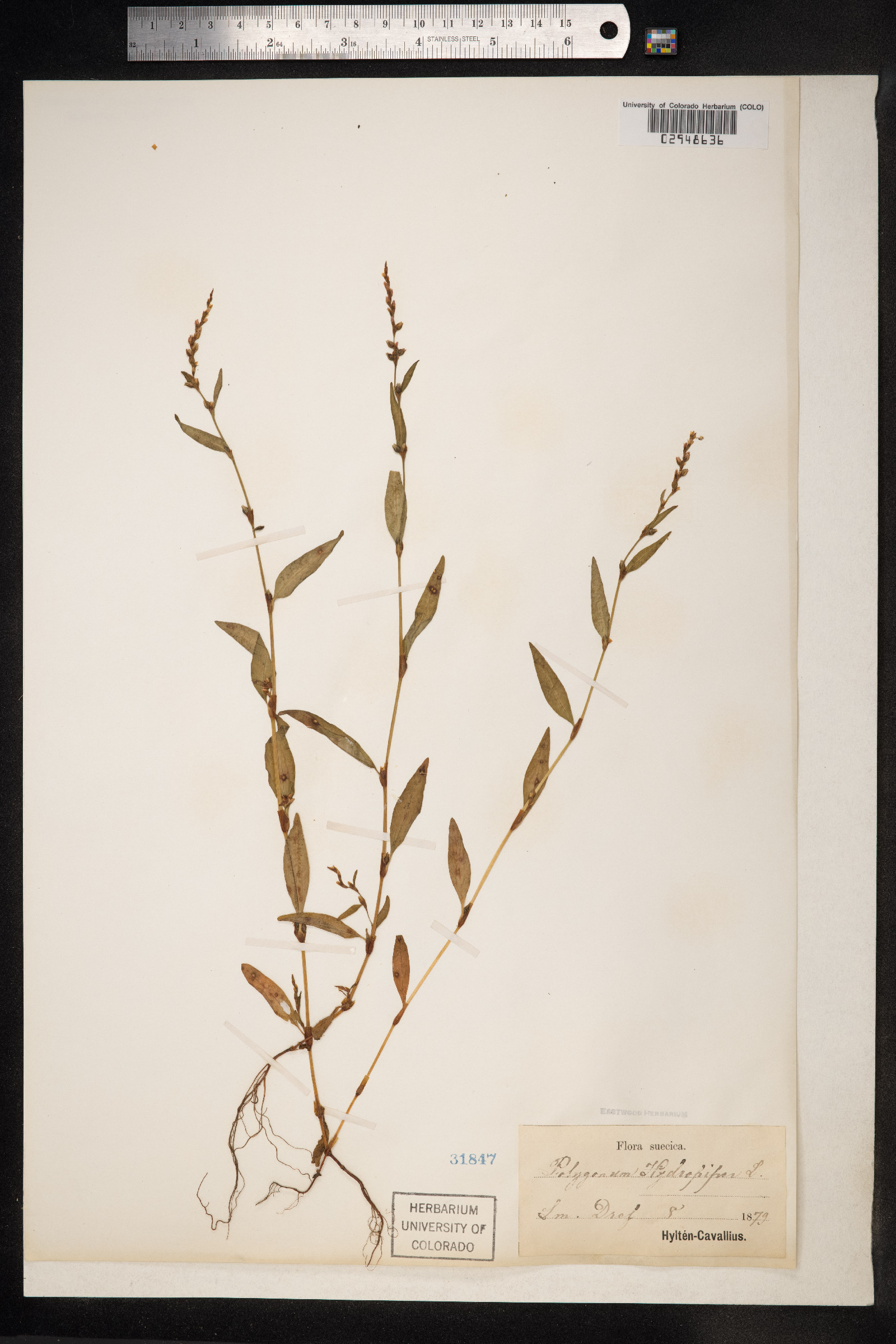 Persicaria hydropiper image