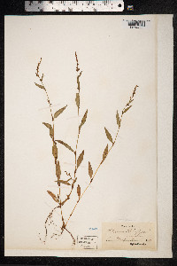 Persicaria hydropiper image