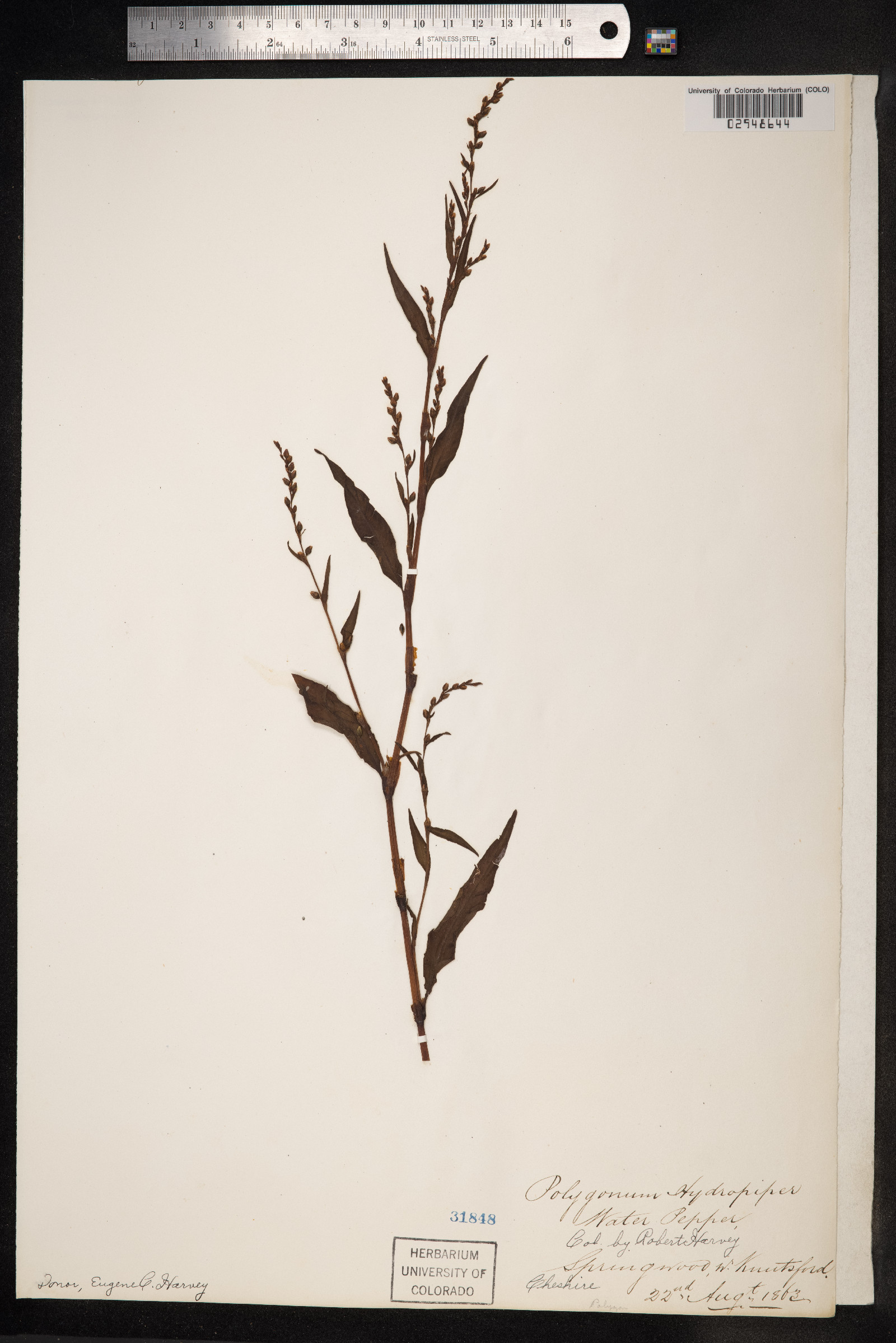 Persicaria hydropiper image