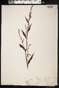 Persicaria hydropiper image